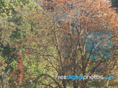 Autumn Tree Foliage Texture Stock Photo