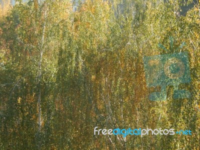 Autumn Tree Foliage Texture Stock Photo