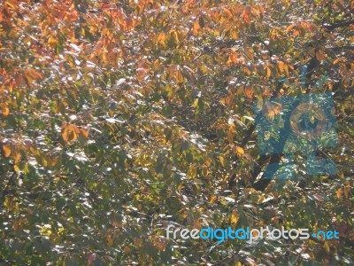 Autumn Tree Foliage Texture Stock Photo