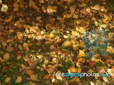 Autumn Tree Foliage Texture Stock Photo