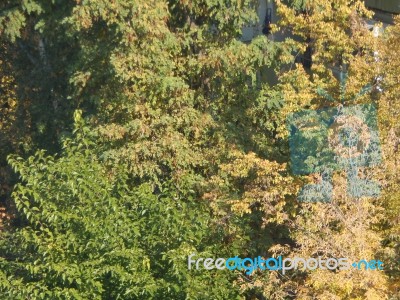 Autumn Tree Foliage Texture Stock Photo