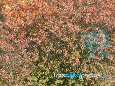 Autumn Tree Foliage Texture Stock Photo