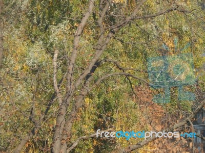 Autumn Tree Foliage Texture Stock Photo