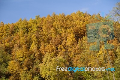 Autumn trees Stock Photo