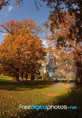 Autumn Trees Stock Photo