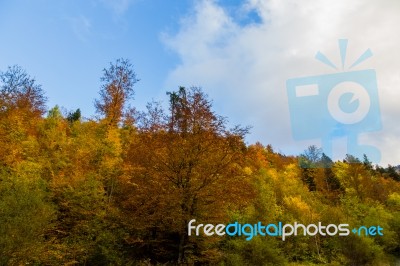 Autumn Trees Stock Photo