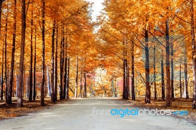 Autumn Trees In Nami Island, Korea Stock Photo