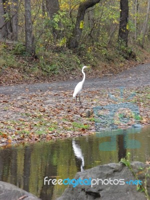 Autumn White Heron On Country Road With Creek Reflection Stock Photo