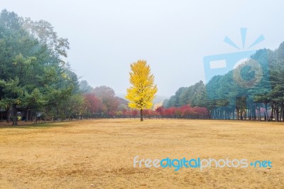 Autumn With Ginkgo Tree In Nami Island, Korea Stock Photo