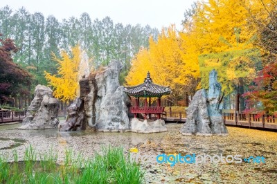 Autumn With Ginkgo Tree In Nami Island, Korea Stock Photo