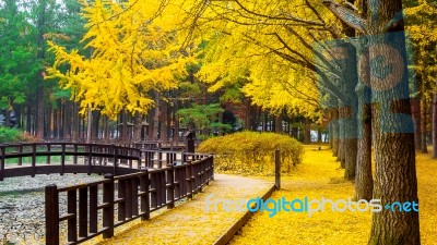 Autumn With Ginkgo Tree In Nami Island, Korea Stock Photo