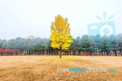 Autumn With Ginkgo Tree In Nami Island, Korea Stock Photo