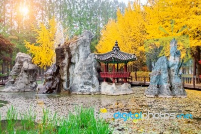 Autumn With Ginkgo Tree In Nami Island, Korea Stock Photo