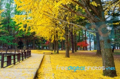 Autumn With Ginkgo Tree In Nami Island, Korea Stock Photo