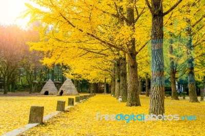 Autumn With Ginkgo Tree In Nami Island, Korea Stock Photo