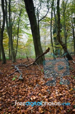 Autumn Wood In England Stock Photo