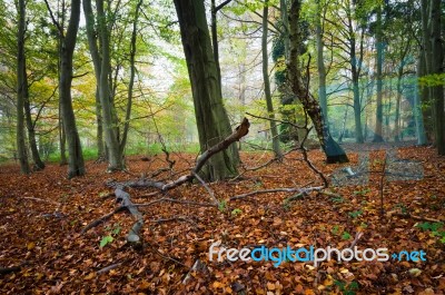 Autumn Wood In England Stock Photo