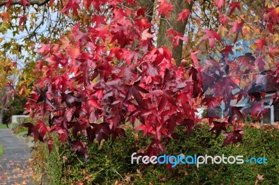 Autumnal Colours Of A Japanese Maple Tree In East Grinstead Stock Photo