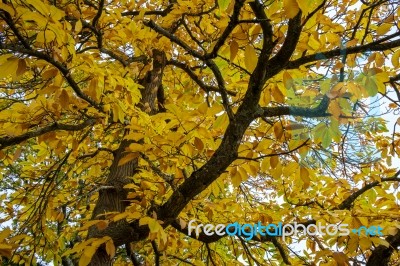 Autumnal Colours  Of A Maple Tree In East Grinstead Stock Photo