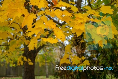 Autumnal Colours  Of A Maple Tree In East Grinstead Stock Photo