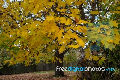 Autumnal Colours  Of A Maple Tree In East Grinstead Stock Photo