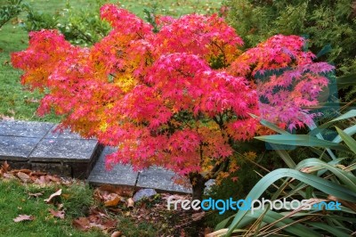 Autumnal Colours  Of An Acer Tree In East Grinstead Stock Photo