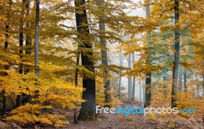 Autumnal Forest Stock Photo