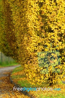 Autumnal Landscape Stock Photo