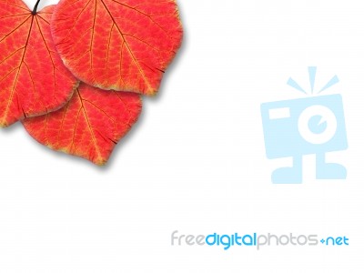 Autunno Con Foglia Rossa Stock Image