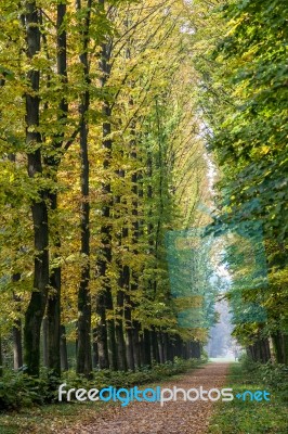 Avenue Of Elm Trees In Parco Di Monza Italy In Autumn Stock Photo