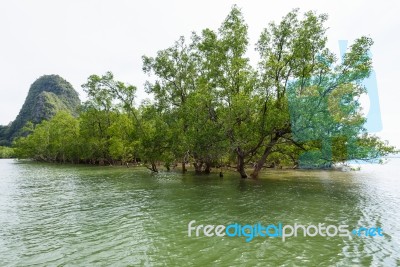 Avicennia Officinalis Is A Species Of Mangrove Stock Photo