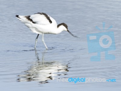 Avocet Stock Photo