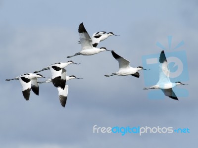 Avocet Stock Photo