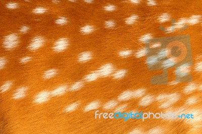 Axis Deer Fur Stock Photo