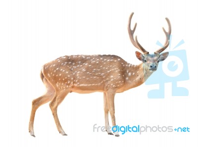 Axis Deer Isolated Stock Photo