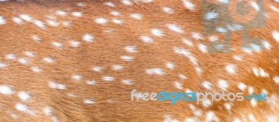 Axis Deer Skin Stock Photo