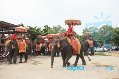 Ayuthaya Thailand-september 6 : Elephant For Tourist Riding Read… Stock Photo