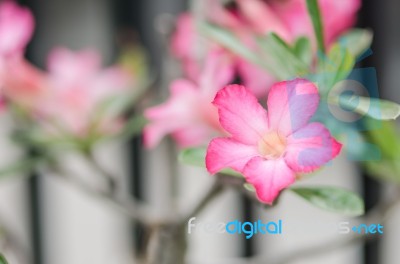 Azalea Flowers Stock Photo