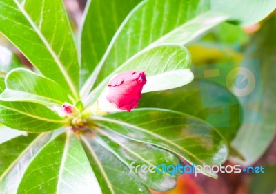 Azalea Flowers Stock Photo