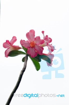 Azalea Flowers Stock Photo