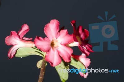 Azalea Flowers Stock Photo