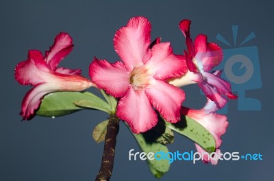 Azalea Flowers Stock Photo