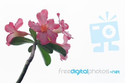 Azalea Flowers Stock Photo