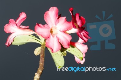 Azalea Flowers Stock Photo