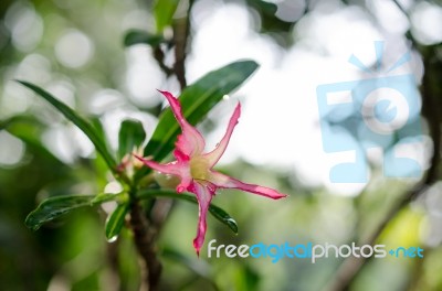 
Azalea Flowers Stock Photo