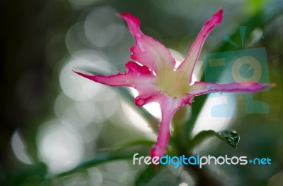 
Azalea Flowers Stock Photo