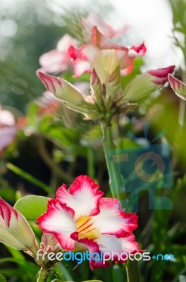  Azalea Flowers Blooming White Color Phu Echea Guard And Sun Stock Photo