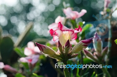  Azalea Flowers Blooming White Color Phu Echea Guard And Sun Stock Photo