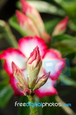  Azalea Flowers Blooming White Color Phu Echea Guard And Sun Stock Photo