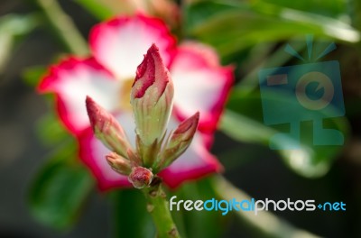  Azalea Flowers Blooming White Color Phu Echea Guard And Sun Stock Photo